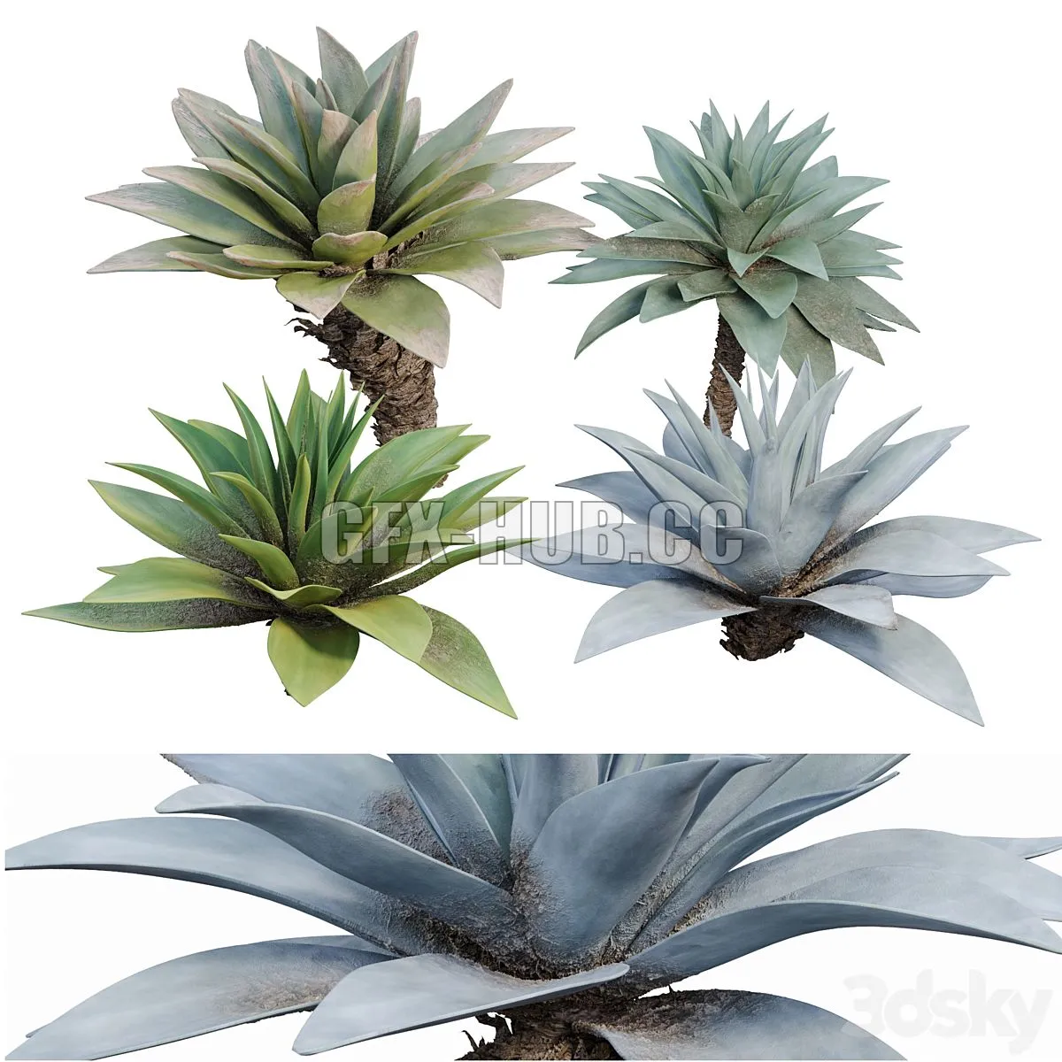 Agave 03 3D Model