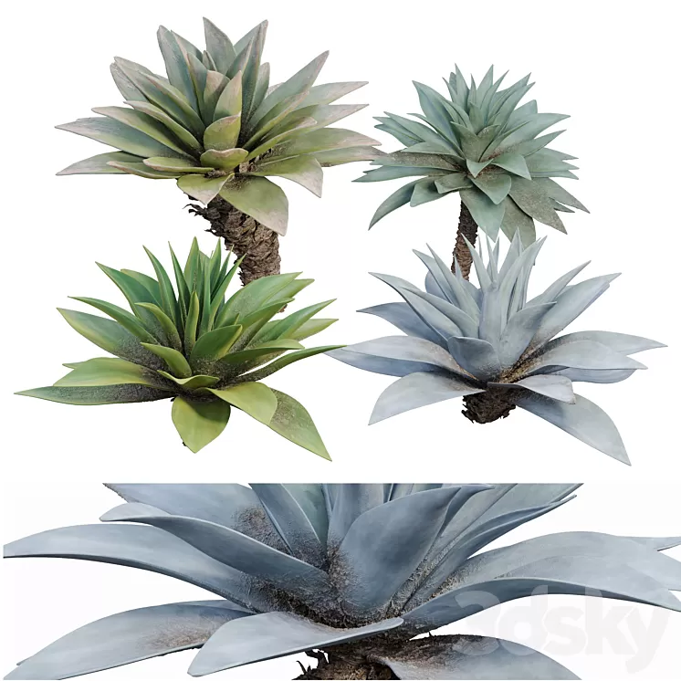 Agave 03 3D Model Free