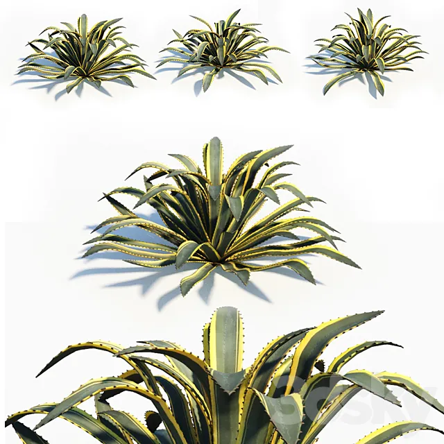 Agave americana 3D Model