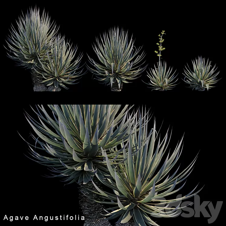 Agave Angustifolia 3D Model