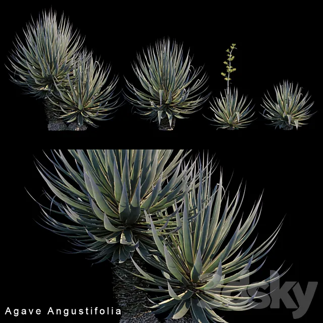 Agave Angustifolia 3DModel