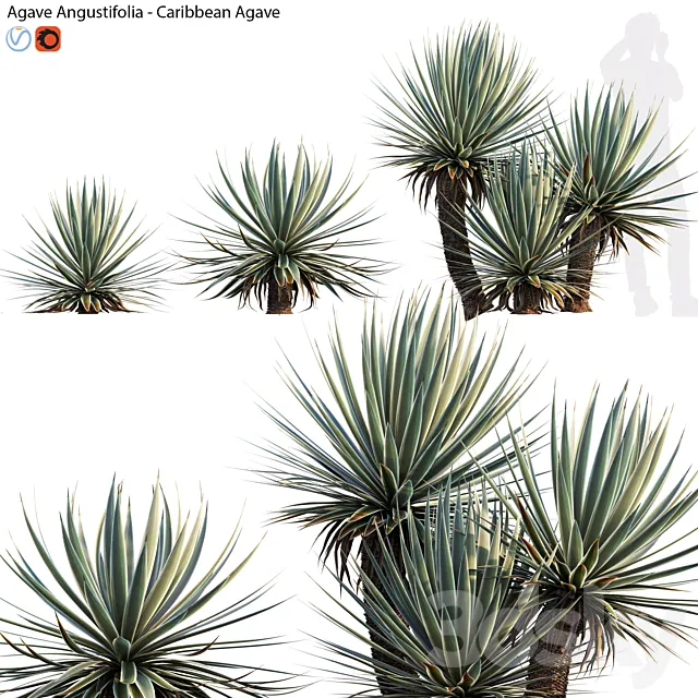 Agave Angustifolia - Caribbean Agave - 01 3D Model
