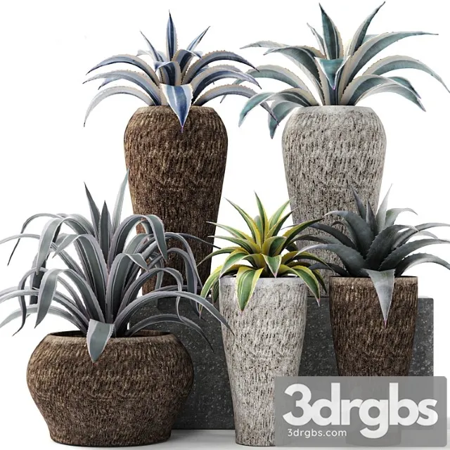Agave Collection Agava Kust Gorshok Tsvetok Ulichnyi Vazon Rasteniia Pustyni Landshaftnii Dizain 3D Model Free