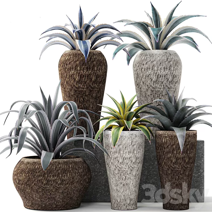 Agave collection agave bush pot flower outdoor flowerpot desert plants landscape design 3D Model Free
