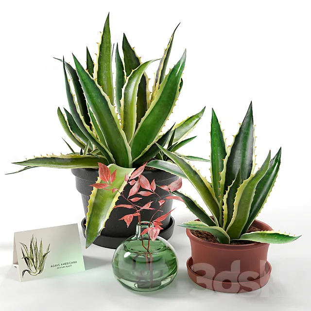 Agave set 01 3D Model