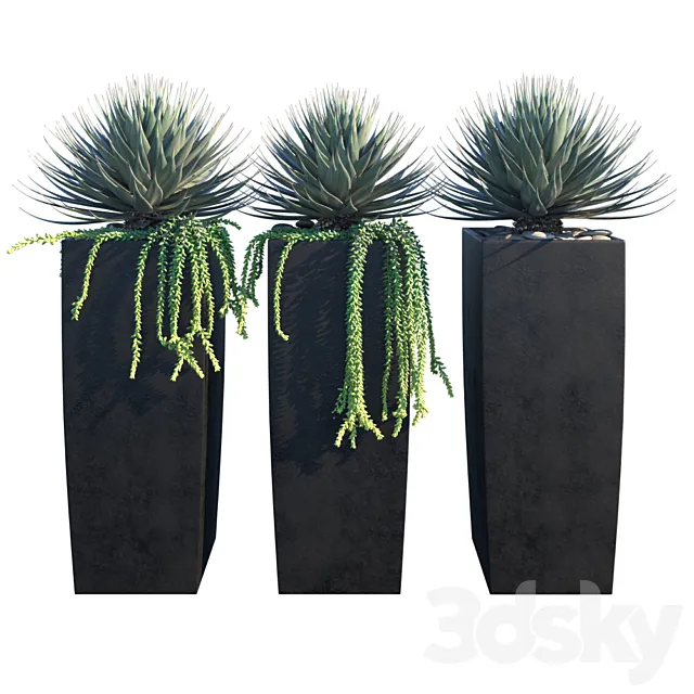 Agaves on pots 3D Model