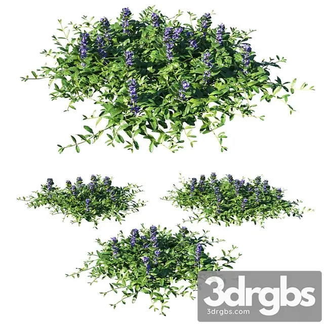Ajuga Reptans Grass 3D Model Free
