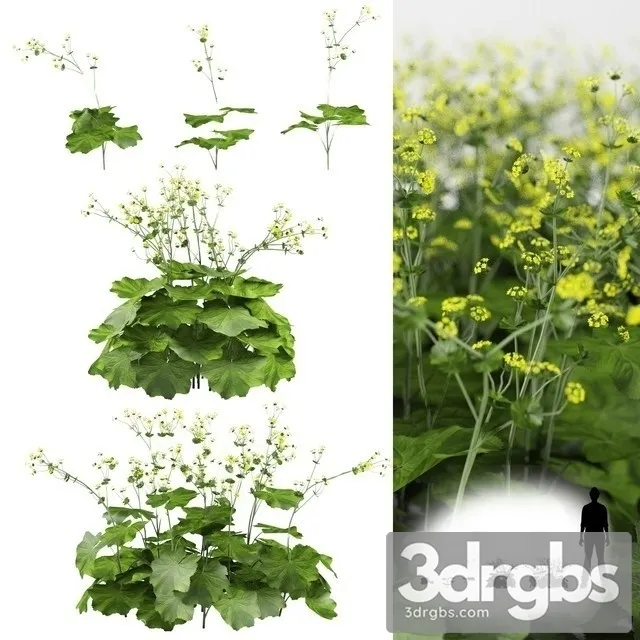 Alchemilla Mollis 3D Model Free