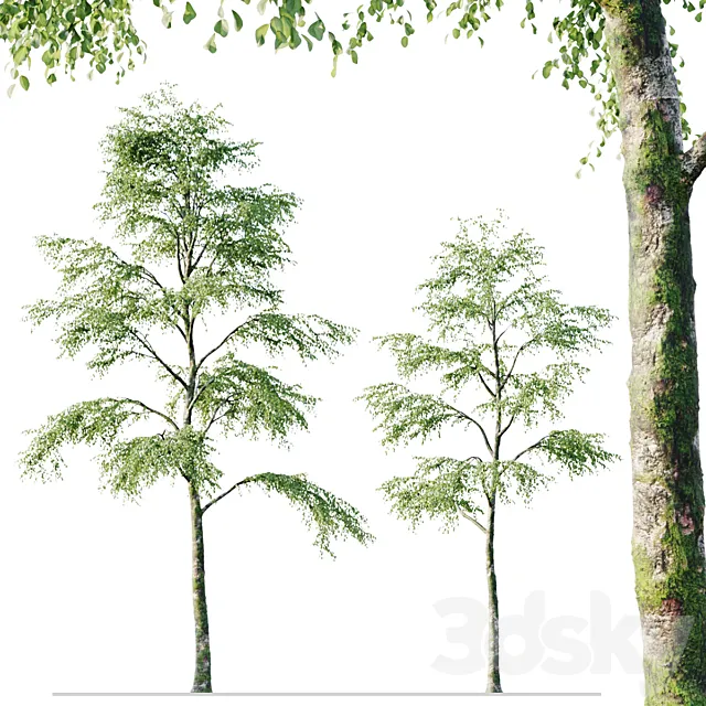 Alder 21m Free Download