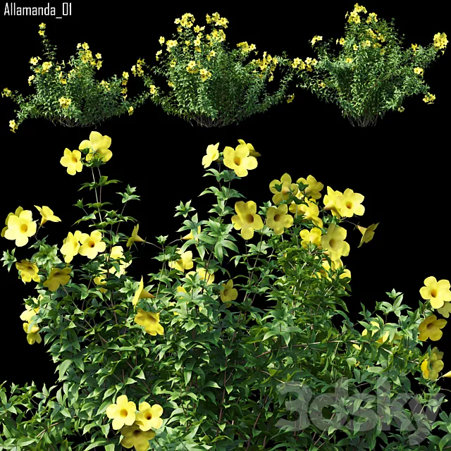 Allamanda 01 3D Model