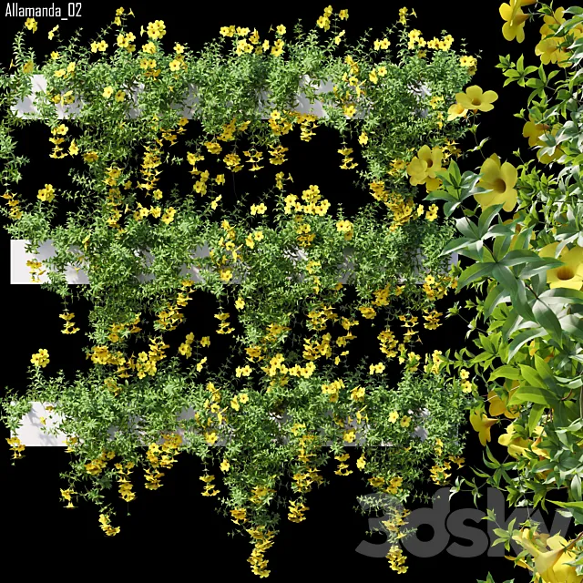 Allamanda 02 3D Model