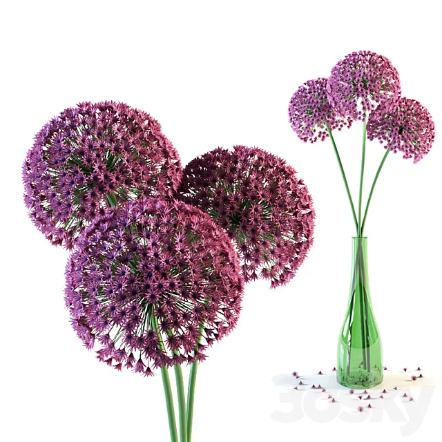 Allium flowers in vase 3D Model