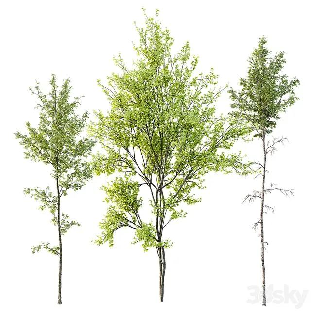 Alnus Glutinosa and Betula Pendula spring trees 3D Model