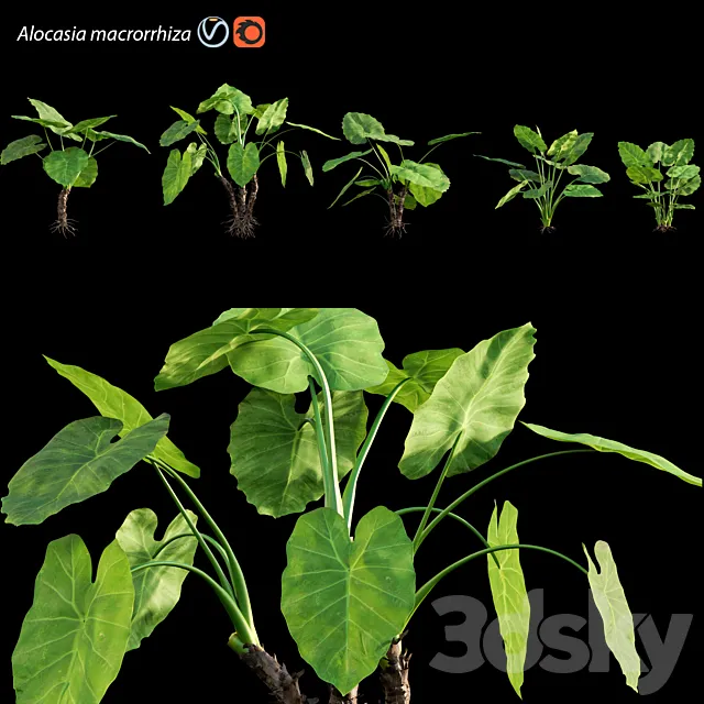 Alocasia macrorrhiza - Elephant Ears 3D Model