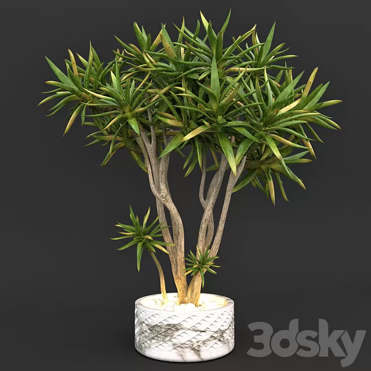 Aloe dichotoma (quiver tree) 3D Model