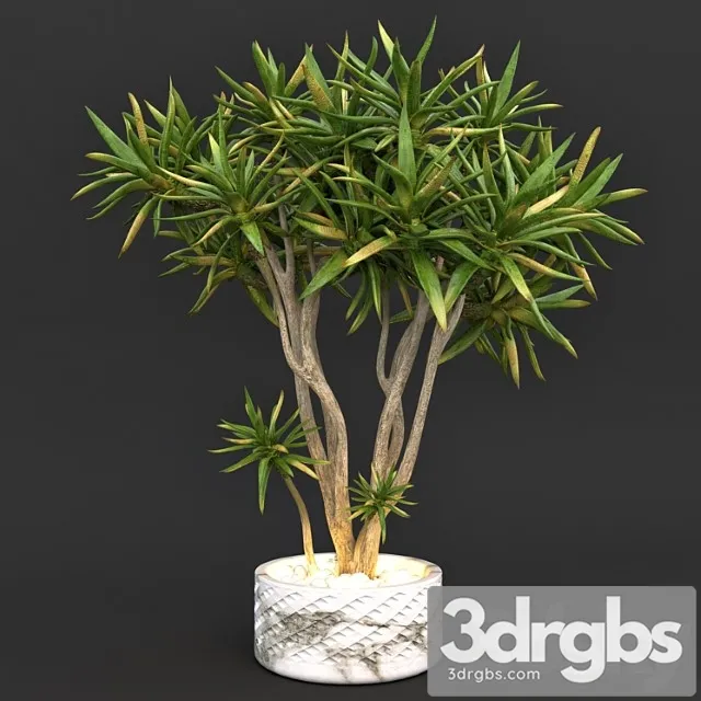 Aloe Dikhotomichieskoie Kolchannoie Dierievo 3D Model Free