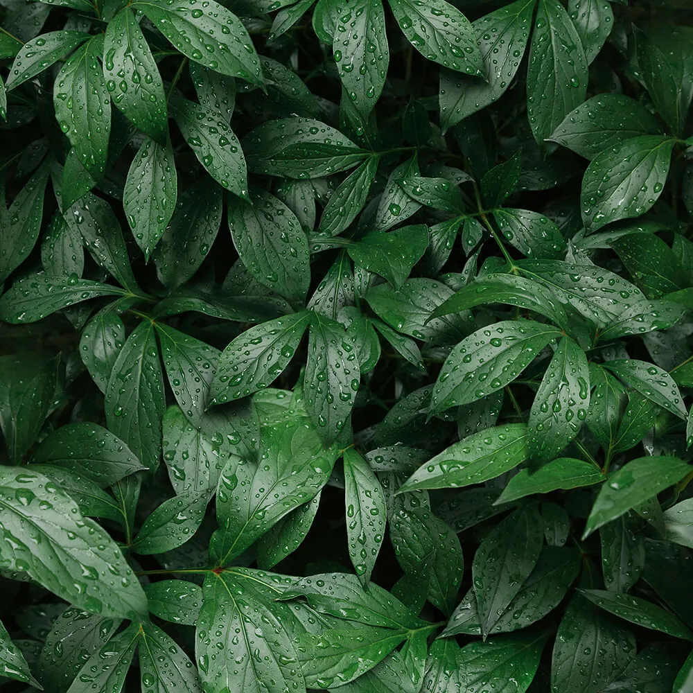 Alumoart - Interior panel Botanical Garden 3D Model