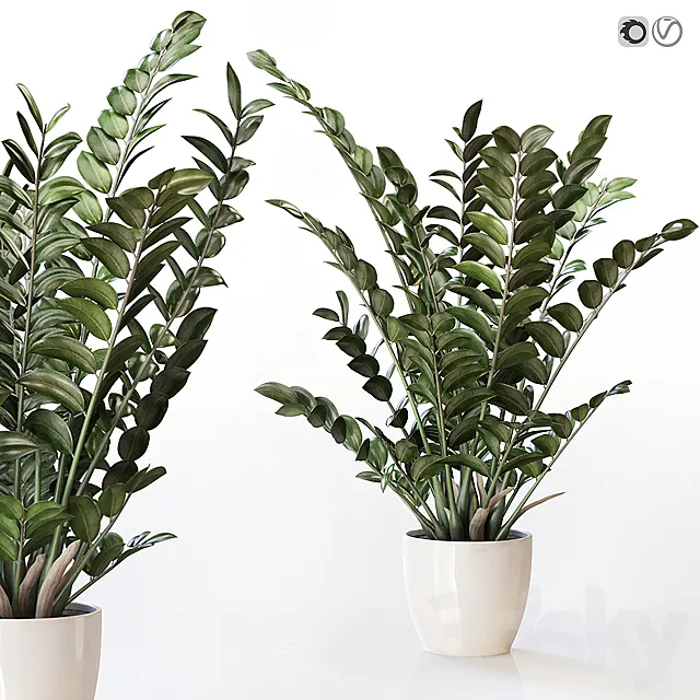 Amazing plant Zamioculcas in white vase 3D Model