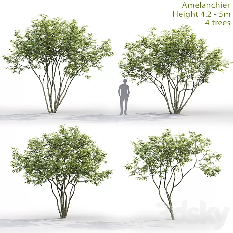 Amelanchier 3D Model
