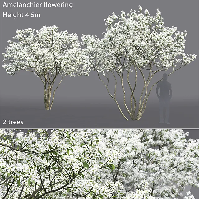Amelanchier 3D Model