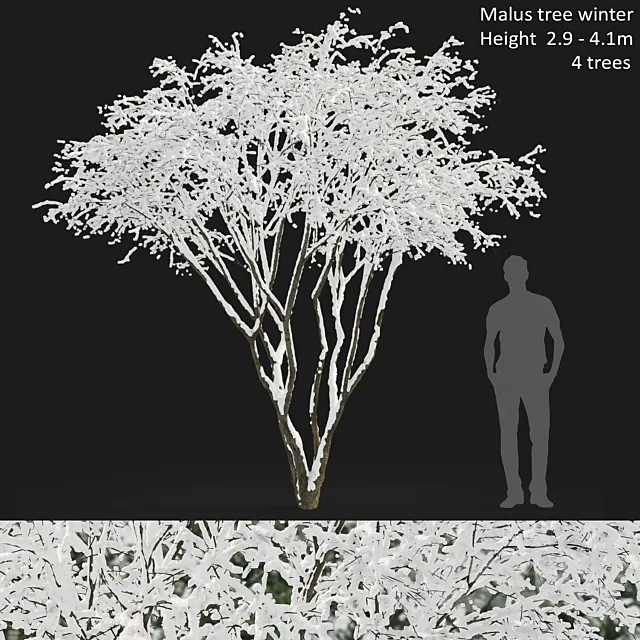 Amelanchier Free Download