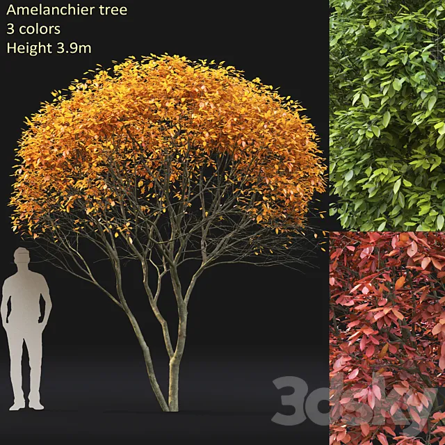 Amelanchier 3DModel