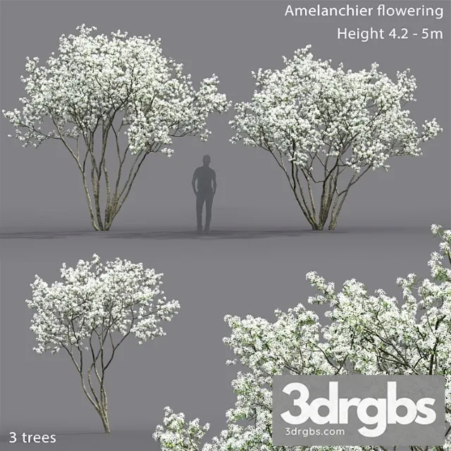 Amelanchier 5 3D Model Free
