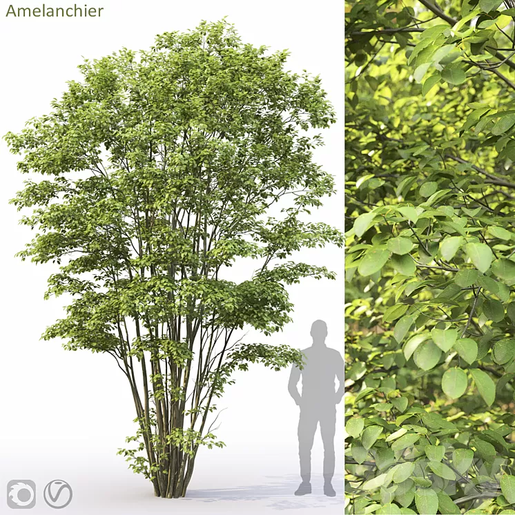 Amelanchier #5 3D Model Free