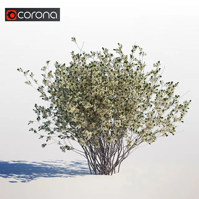Amelanchier canadensis 3D Model