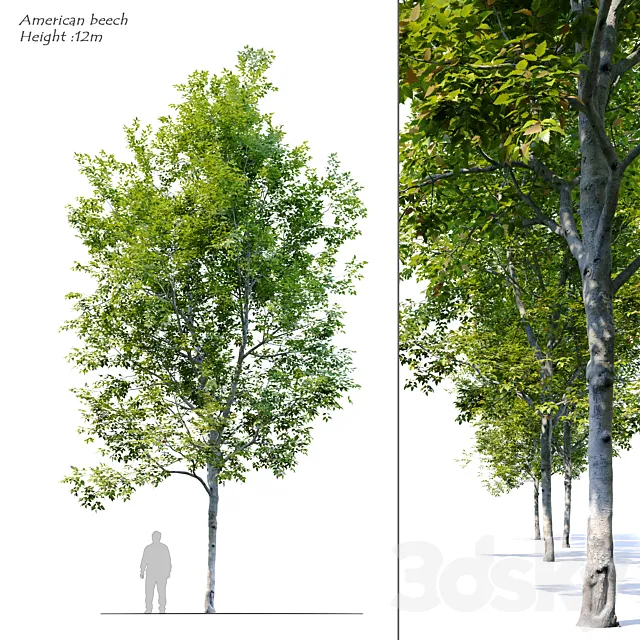 American Beech 4 3DModel