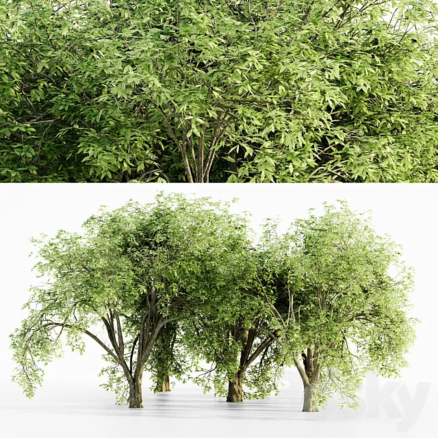 American elm tree 3D Model