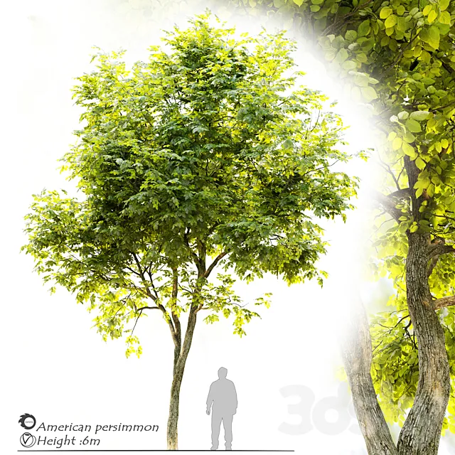 American persimmon (Diospyros virginiana) 3DModel