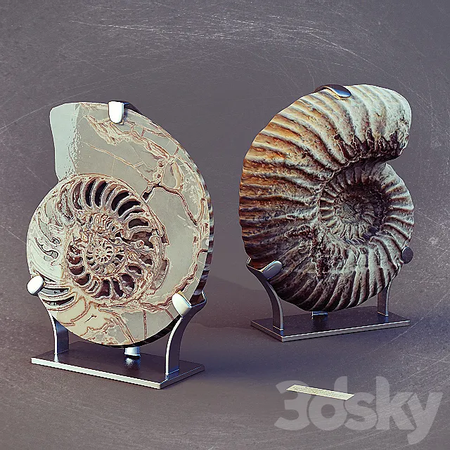 Ammonites 3D Model