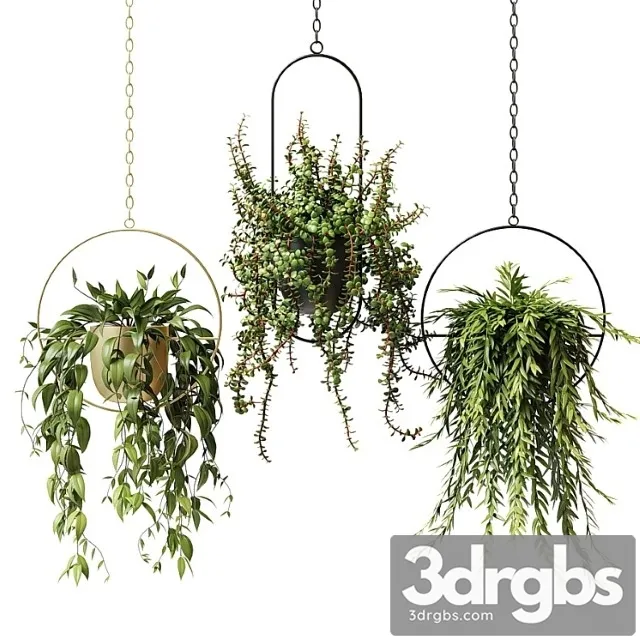 Ampel Plants In Hanging Planters Set 13 3D Model Free