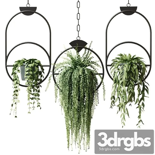 Ampel Plants In Hanging Pots With Black Rings Set 15 3D Model Free