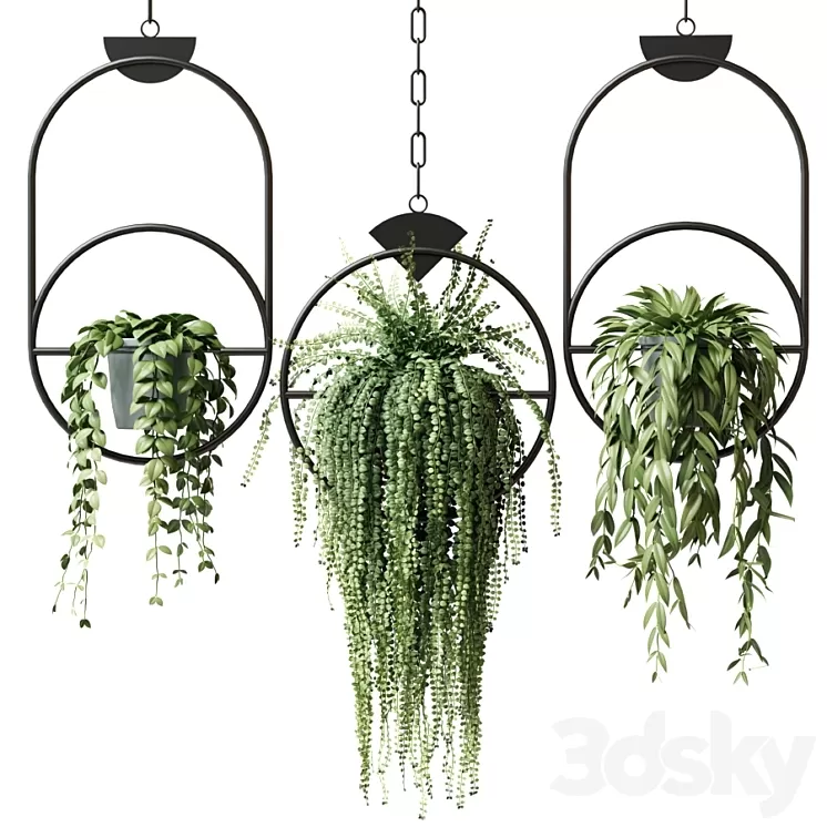 Ampel plants in hanging pots with black rings - set 15 3D Model