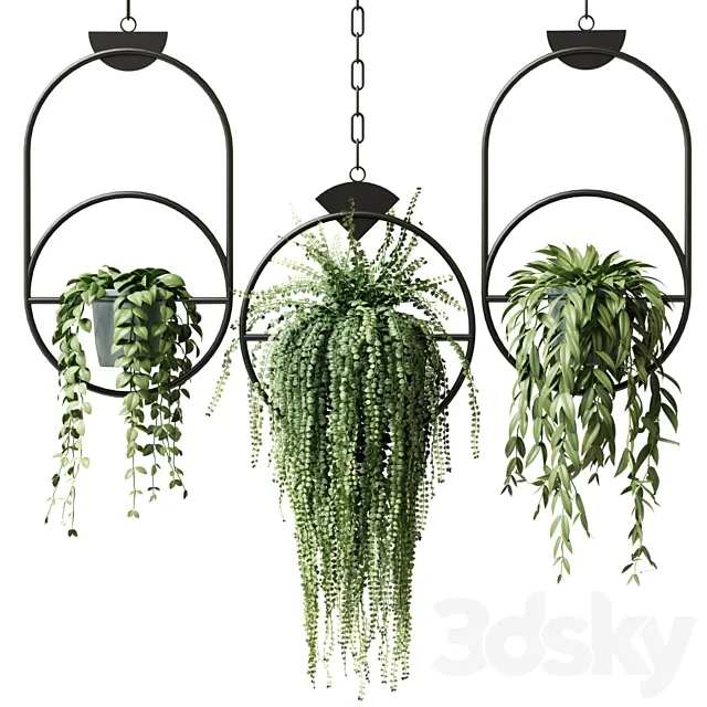 Ampel plants in hanging pots with black rings - set 15 3DModel