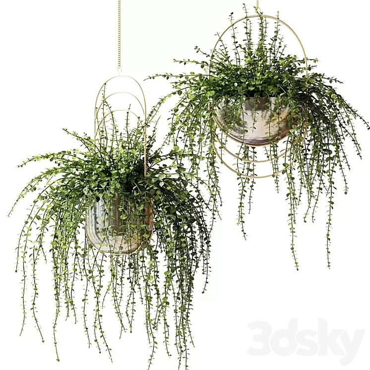 Ampel plants in shiny designer pots 3D Model