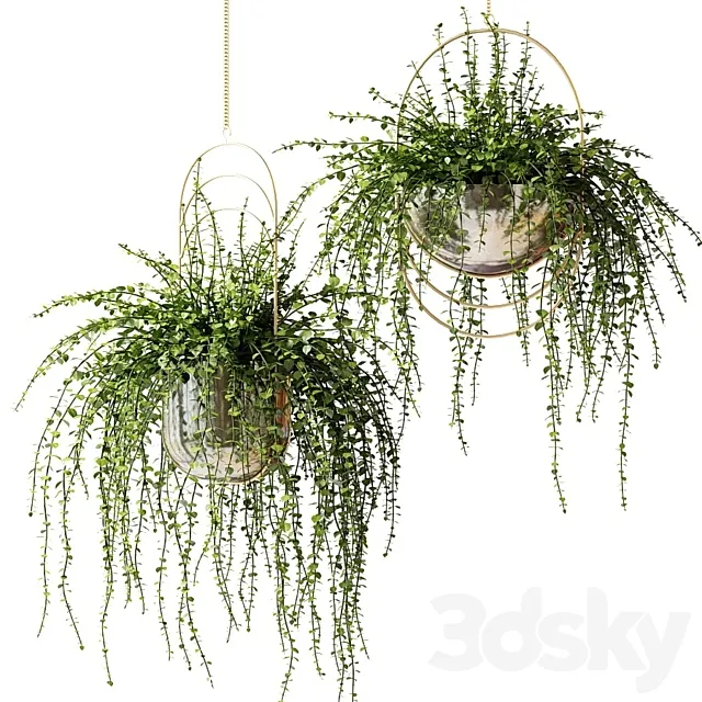 Ampel plants in shiny designer pots 3DModel