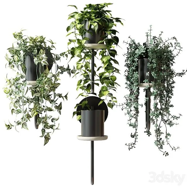 Ampel plants in wall planters CIGALES WALL by Miniforms 3D Model