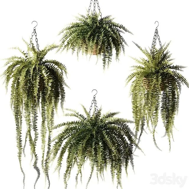 Ampel plants Nephrolepis sublime in wicker hanging pots 3D Model