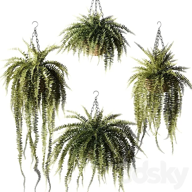 Ampel plants Nephrolepis sublime in wicker hanging pots Free Download