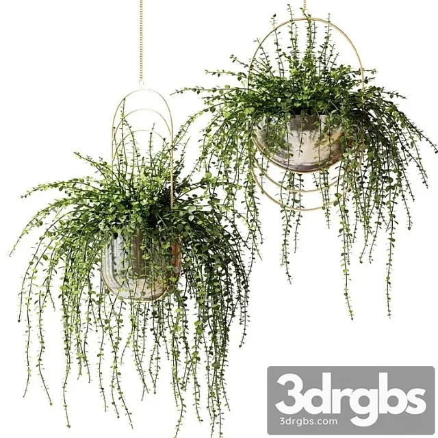 Ampelnye Rasteniia V Blestiashchikh Dizainerskikh Kashpo 3D Model Free
