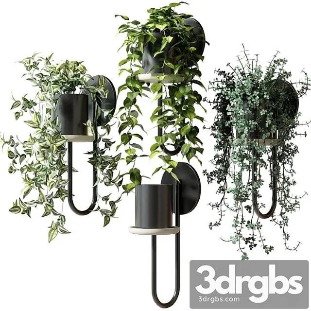 Ampelnye Rasteniia V Nastennykh Kashpo Cigales Wall Ot Miniforms 3D Model Free