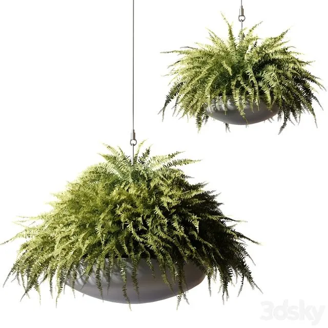 Ampelous plants Nephrolepis sublime in gray hanging pots 3D Model