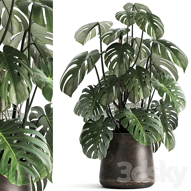 An exotic plant in a rusty metal pot with a Monstera bush. 1001. 3DModel