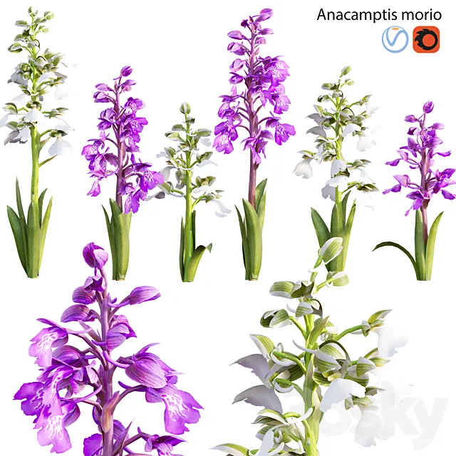 Anacamptis morio - Green winged orchid 3D Model