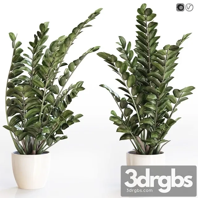 Angular Flowerpot Zamiokulkas in a White Vase 3D Model Free