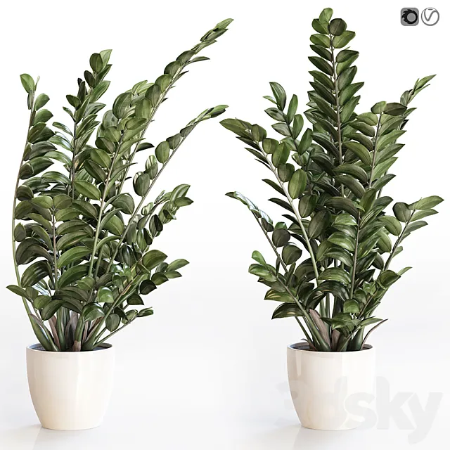 Angular flowerpot Zamiokulkas in a white vase 3D Model