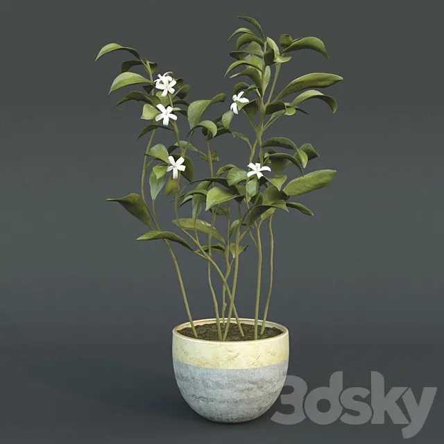 Animated Azahar flower 3D Model